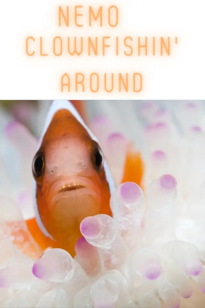 Funny Finding Nemo Fish Names