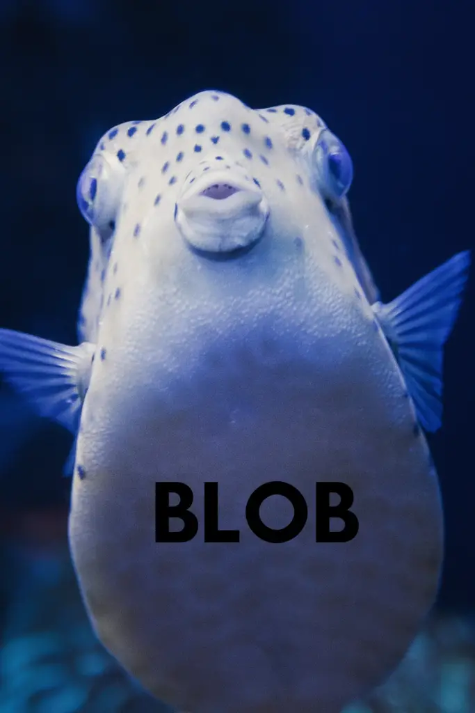 Funny Fish Names Based On Appearance