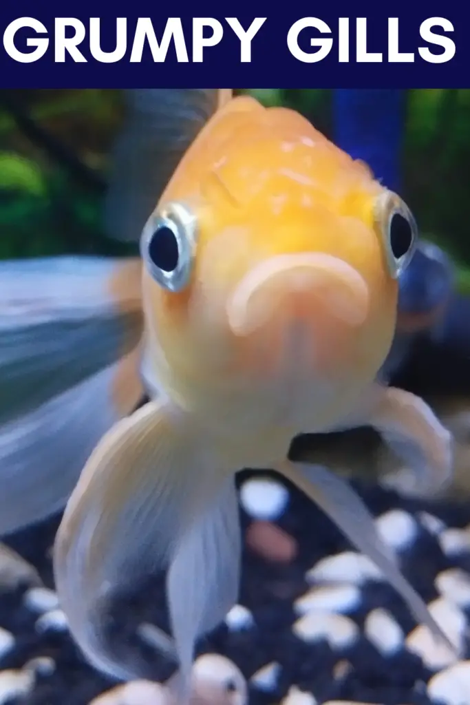 Funny Fish Names Inspired By Personality