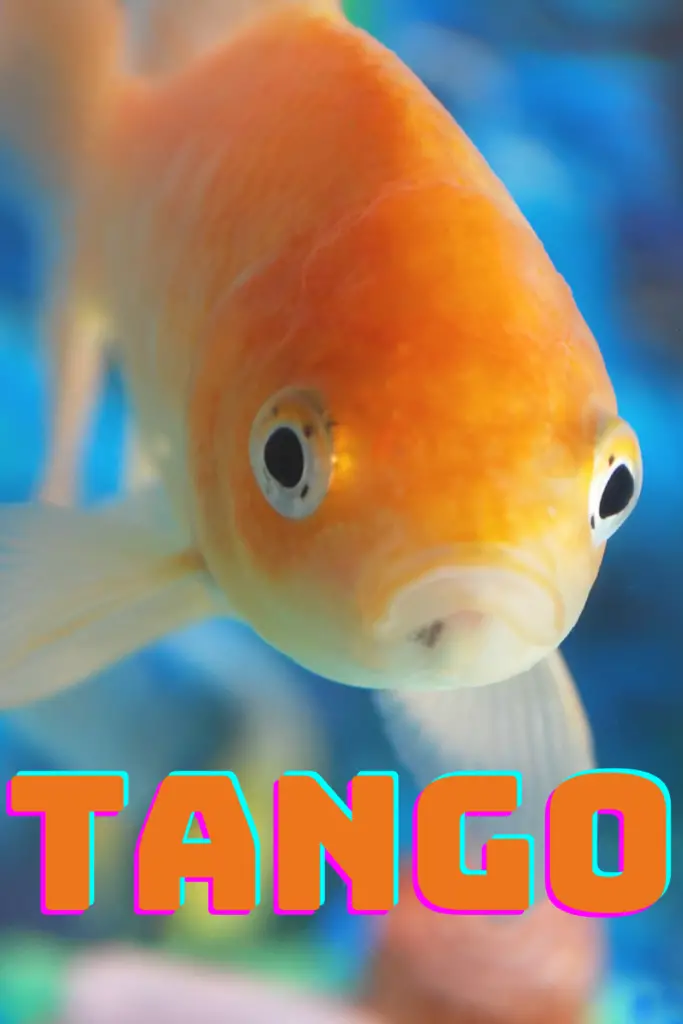 Funny Names For Goldfish