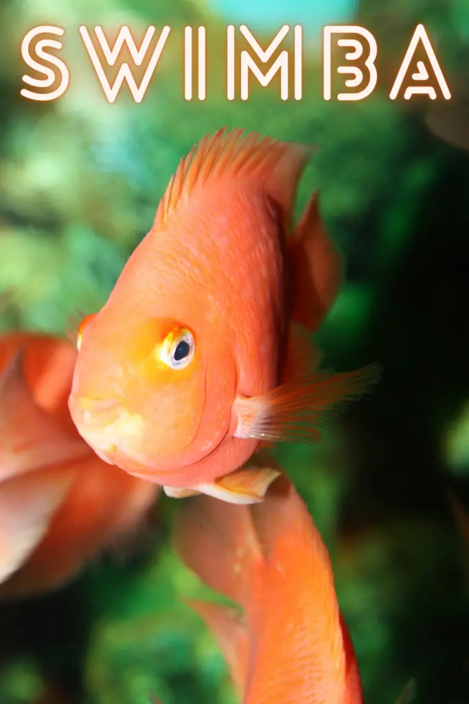 Funny Orange Fish Names