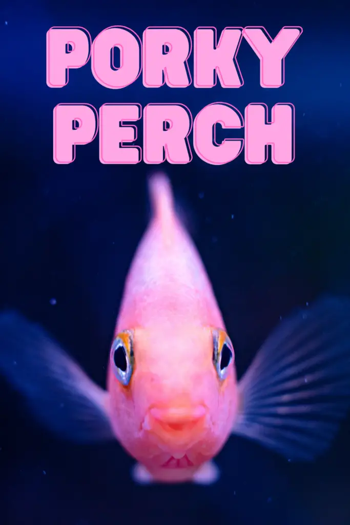 Funny Pink Fish Names