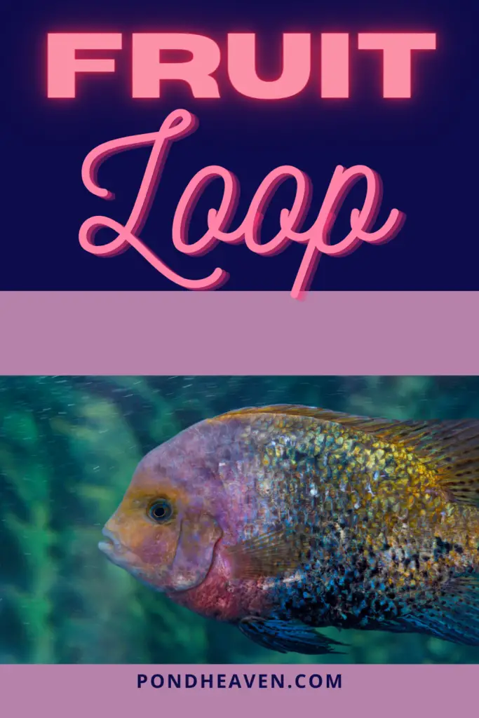 Funny Rainbow Fish Names