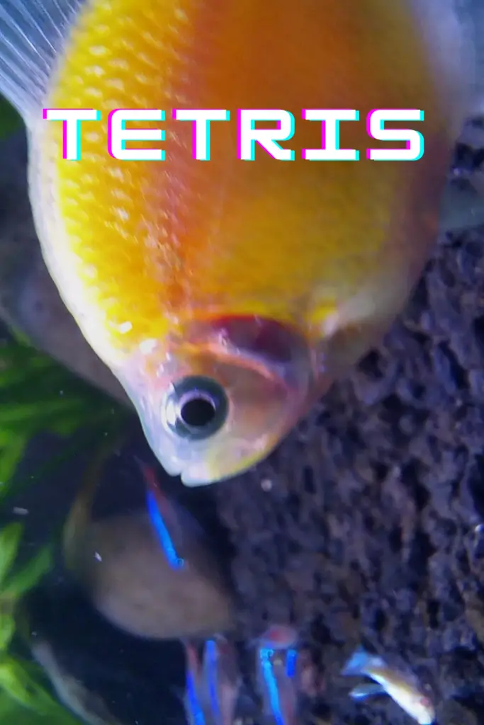 Funny Tetra Fish Names