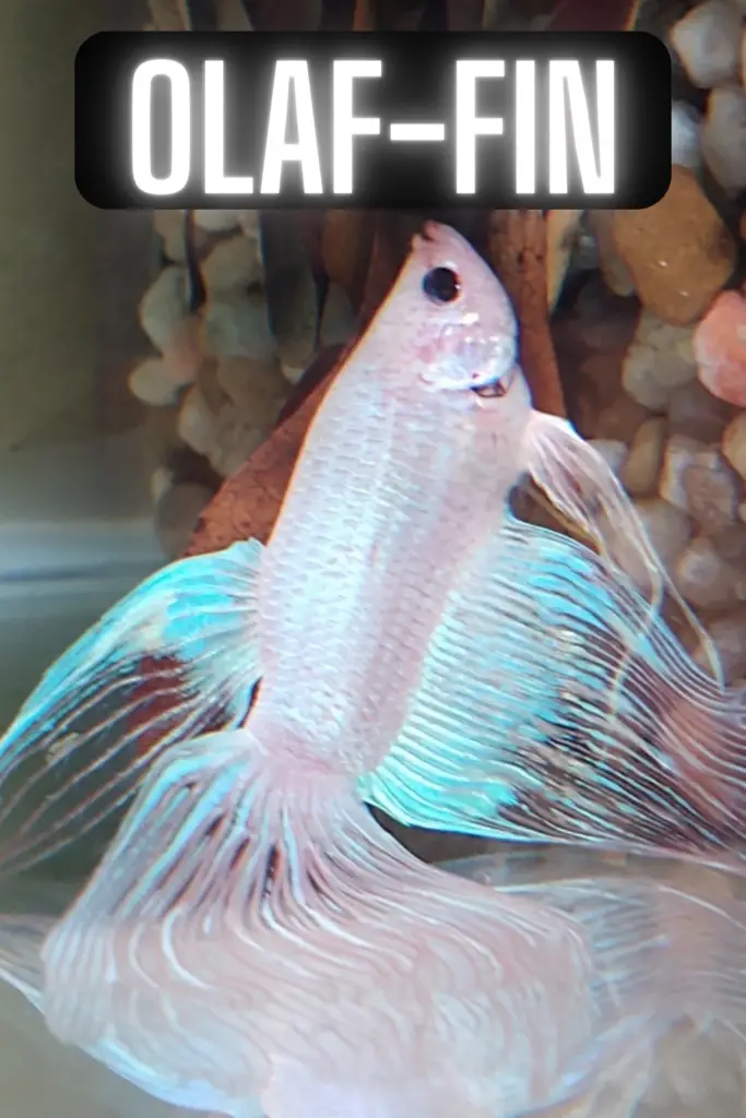Funny White Fish Names