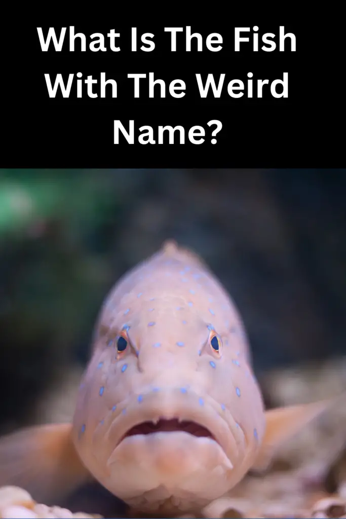 What Is The Fish With The Weird Name