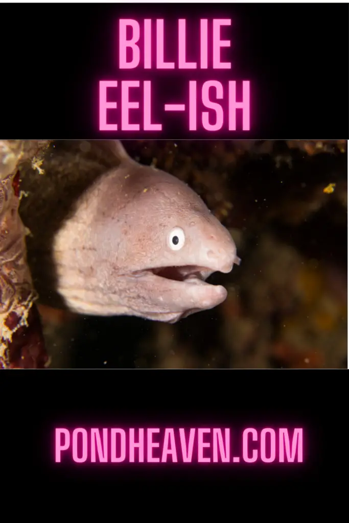 funny fish names that start with b